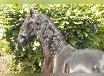 Fries paard, Hengst, 3 Jaar, 170 cm, Zwart