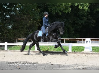 Fries paard, Hengst, 3 Jaar, 170 cm, Zwart