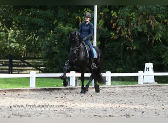 Fries paard, Hengst, 3 Jaar, 170 cm, Zwart