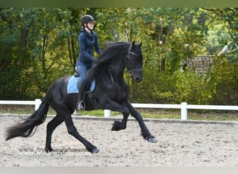 Fries paard, Hengst, 3 Jaar, 170 cm, Zwart