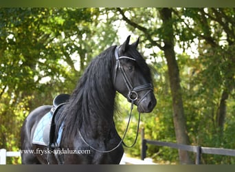 Fries paard, Hengst, 3 Jaar, 170 cm, Zwart