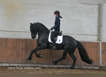 Fries paard, Hengst, 3 Jaar, 170 cm, Zwart