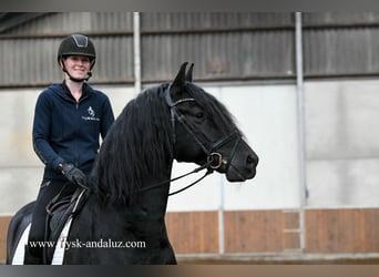 Fries paard, Hengst, 3 Jaar, 170 cm, Zwart
