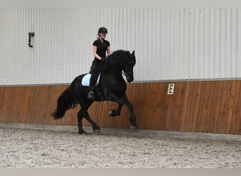 Fries paard, Hengst, 3 Jaar, 170 cm, Zwart