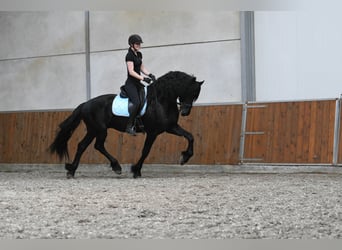 Fries paard, Hengst, 3 Jaar, 170 cm, Zwart