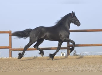 Fries paard, Hengst, 3 Jaar, 171 cm, Zwart