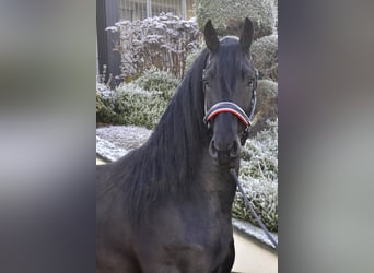 Fries paard, Hengst, 3 Jaar, 171 cm, Zwart