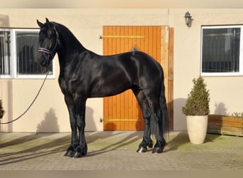 Fries paard, Hengst, 3 Jaar, 171 cm, Zwart