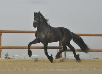 Fries paard, Hengst, 3 Jaar, 171 cm, Zwart