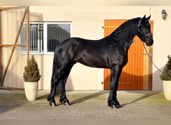 Fries paard, Hengst, 3 Jaar, 171 cm, Zwart