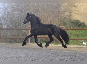 Fries paard, Hengst, 3 Jaar, 171 cm, Zwart