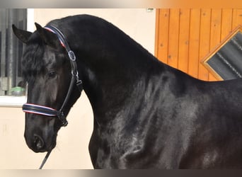 Fries paard, Hengst, 3 Jaar, 171 cm, Zwart