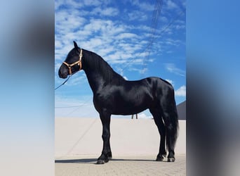 Fries paard, Hengst, 3 Jaar, 172 cm, Zwart