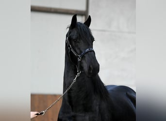 Fries paard, Hengst, 3 Jaar, Zwart