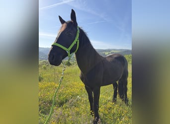 Fries paard, Hengst, 3 Jaar, Zwart