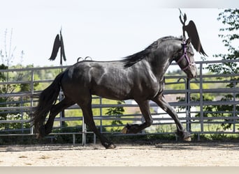 Fries paard, Hengst, 3 Jaar, Zwart