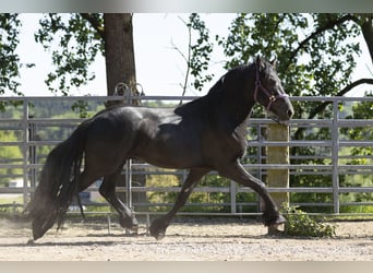 Fries paard, Hengst, 3 Jaar, Zwart