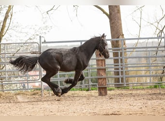 Fries paard, Hengst, 3 Jaar, Zwart