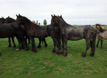 Fries paard, Hengst, 4 Jaar, 155 cm