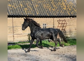 Fries paard, Hengst, 4 Jaar, 155 cm, Zwart