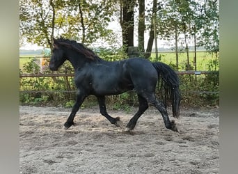 Fries paard, Hengst, 4 Jaar, 155 cm, Zwart