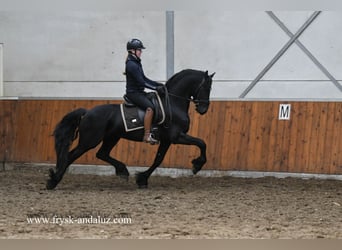 Fries paard, Hengst, 4 Jaar, 159 cm, Zwart