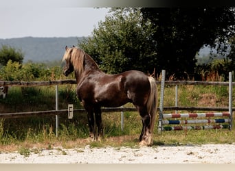 Fries paard, Hengst, 4 Jaar, 160 cm, Donkere-vos
