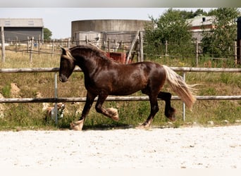 Fries paard, Hengst, 4 Jaar, 160 cm, Donkere-vos