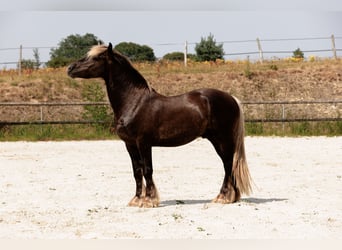 Fries paard, Hengst, 4 Jaar, 160 cm, Donkere-vos