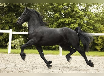 Fries paard, Hengst, 4 Jaar, 162 cm, Zwart