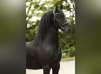 Fries paard, Hengst, 4 Jaar, 162 cm, Zwart