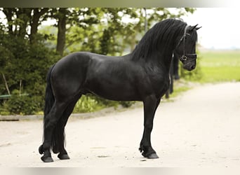 Fries paard, Hengst, 4 Jaar, 162 cm, Zwart