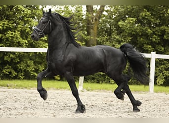 Fries paard, Hengst, 4 Jaar, 162 cm, Zwart