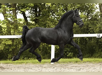 Fries paard, Hengst, 4 Jaar, 162 cm, Zwart