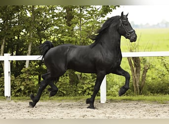 Fries paard, Hengst, 4 Jaar, 162 cm, Zwart