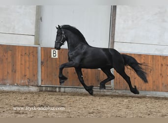 Fries paard, Hengst, 4 Jaar, 162 cm, Zwart