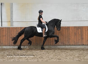 Fries paard, Hengst, 4 Jaar, 162 cm, Zwart