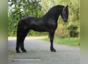 Fries paard, Hengst, 4 Jaar, 162 cm, Zwart