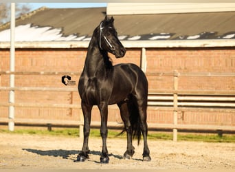 Fries paard, Hengst, 4 Jaar, 163 cm