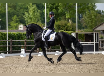 Fries paard, Hengst, 4 Jaar, 163 cm, Zwart