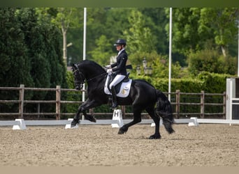 Fries paard, Hengst, 4 Jaar, 163 cm, Zwart