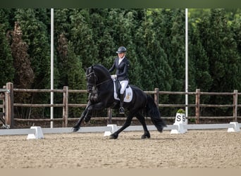 Fries paard, Hengst, 4 Jaar, 163 cm, Zwart