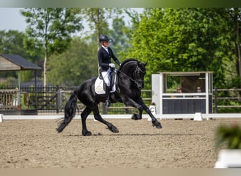 Fries paard, Hengst, 4 Jaar, 163 cm, Zwart