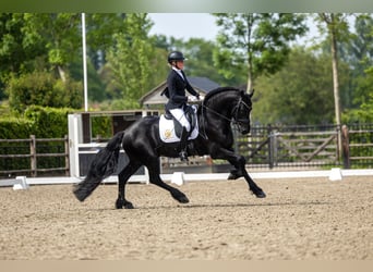 Fries paard, Hengst, 4 Jaar, 163 cm, Zwart