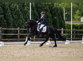 Fries paard, Hengst, 4 Jaar, 163 cm, Zwart