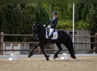 Fries paard, Hengst, 4 Jaar, 163 cm, Zwart