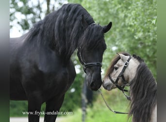 Fries paard, Hengst, 4 Jaar, 163 cm, Zwart