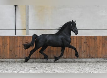 Fries paard, Hengst, 4 Jaar, 163 cm, Zwart