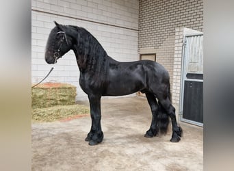 Fries paard, Hengst, 4 Jaar, 163 cm, Zwart