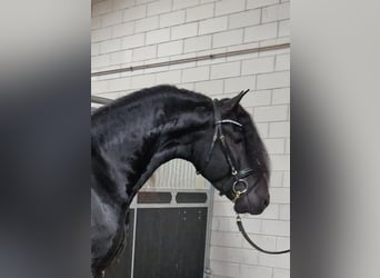 Fries paard, Hengst, 4 Jaar, 163 cm, Zwart